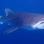 Whale_Shark_11