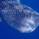 Whale_Shark_13