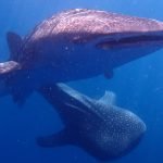 Whale_Shark_15