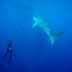 Whale_Shark_2