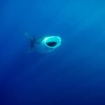 Whale_Shark_4