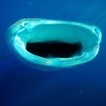 Whale_Shark_5