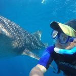 Whale_Shark_6