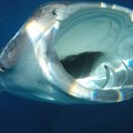 Whale_Shark_8