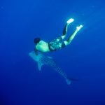 Whale_Shark_9